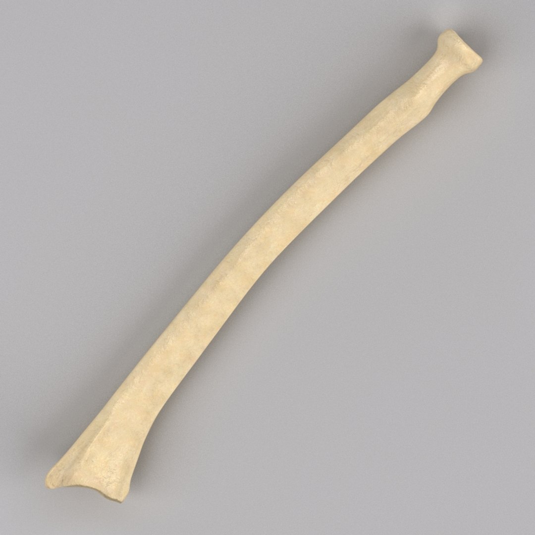 Max Radius Bone