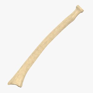 Radius Bone