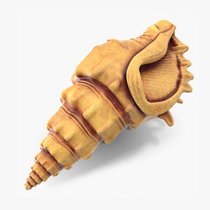 Sea Shell 0102