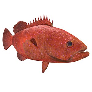 Grouper fish