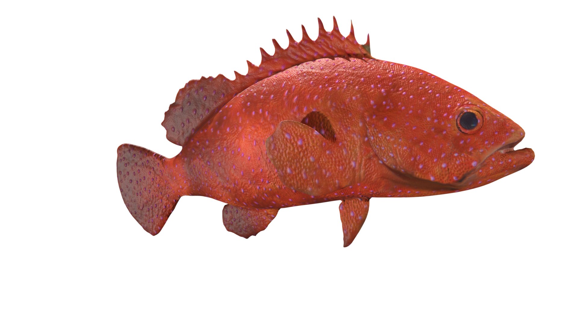 3D Grouper fish https://p.turbosquid.com/ts-thumb/P1/xC8WAI/FM/13/jpg/1629031220/1920x1080/fit_q87/bef4a9796fc2f1a39e266a1796b674b971d2ed87/13.jpg