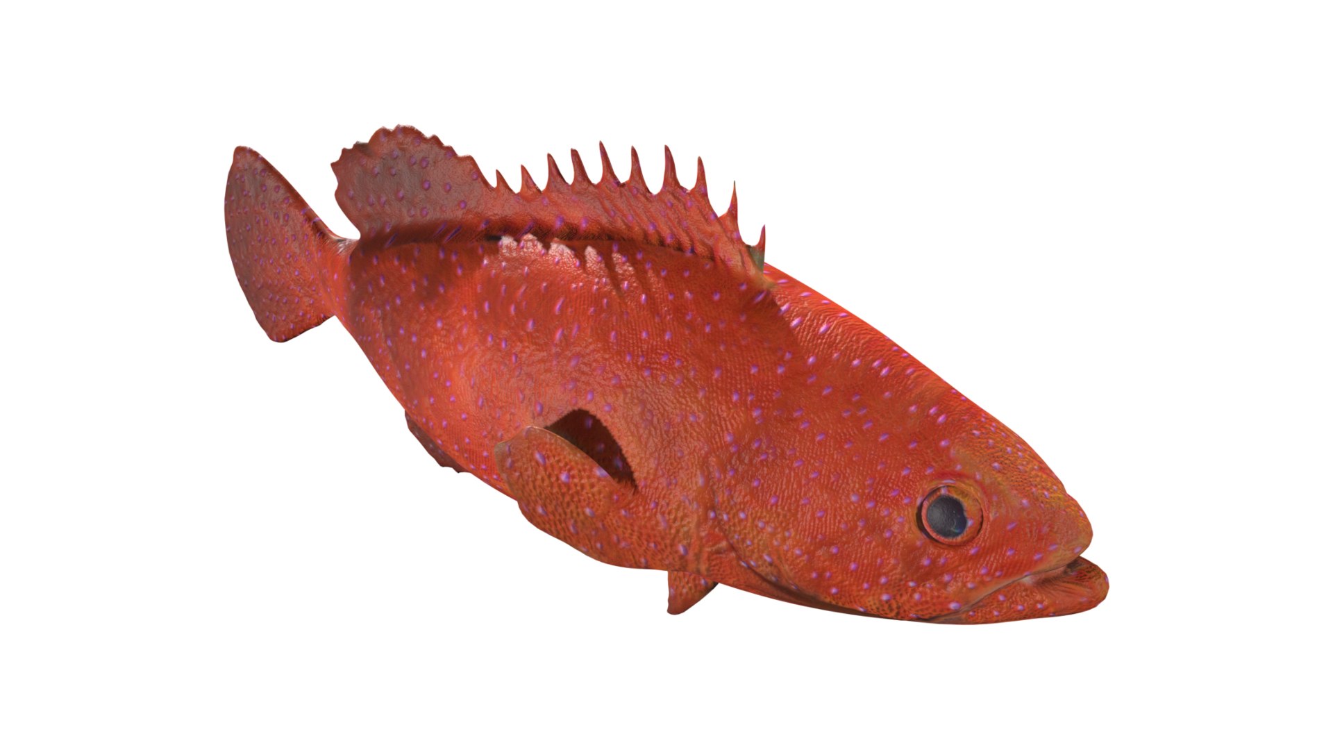 3D Grouper fish https://p.turbosquid.com/ts-thumb/P1/xC8WAI/Kr/17/jpg/1629031221/1920x1080/fit_q87/0e123339927cab805f2eeb6551da0844ca6aa681/17.jpg