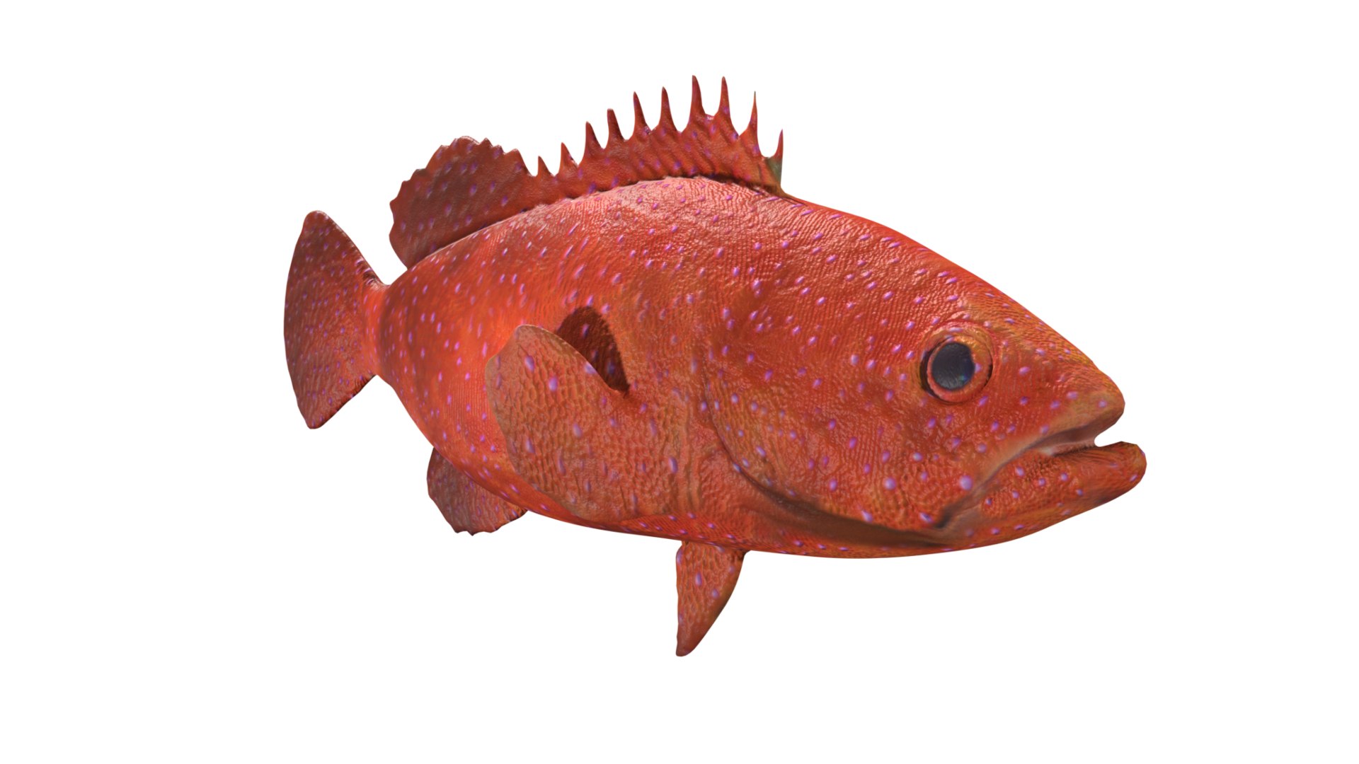 3D Grouper fish https://p.turbosquid.com/ts-thumb/P1/xC8WAI/Od/12/jpg/1629031220/1920x1080/fit_q87/88198cf32f5eaacb9610c23c71a36dc9943dcb37/12.jpg