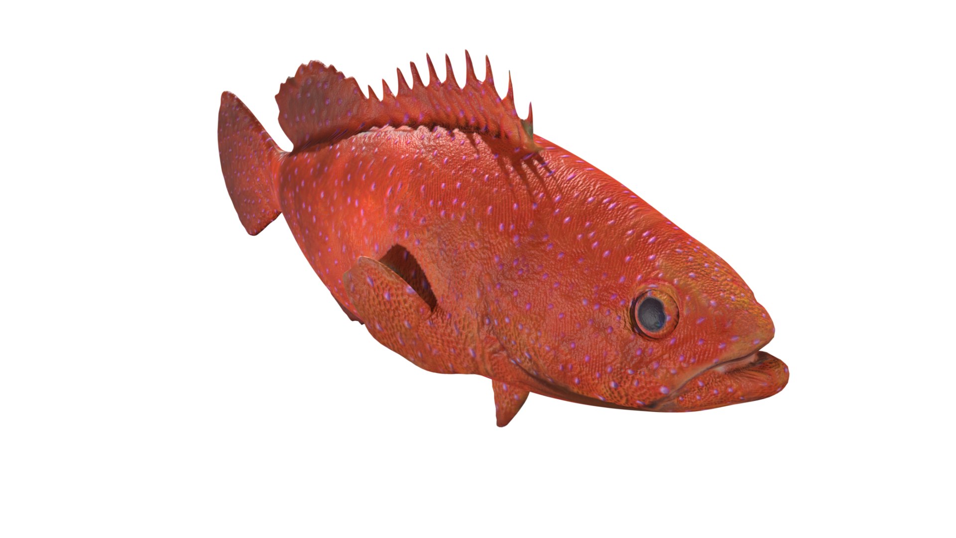 3D Grouper fish https://p.turbosquid.com/ts-thumb/P1/xC8WAI/ST/14/jpg/1629031219/1920x1080/fit_q87/97fa104b4b7f4b0445a6dfa3fae7dd2eb3697998/14.jpg