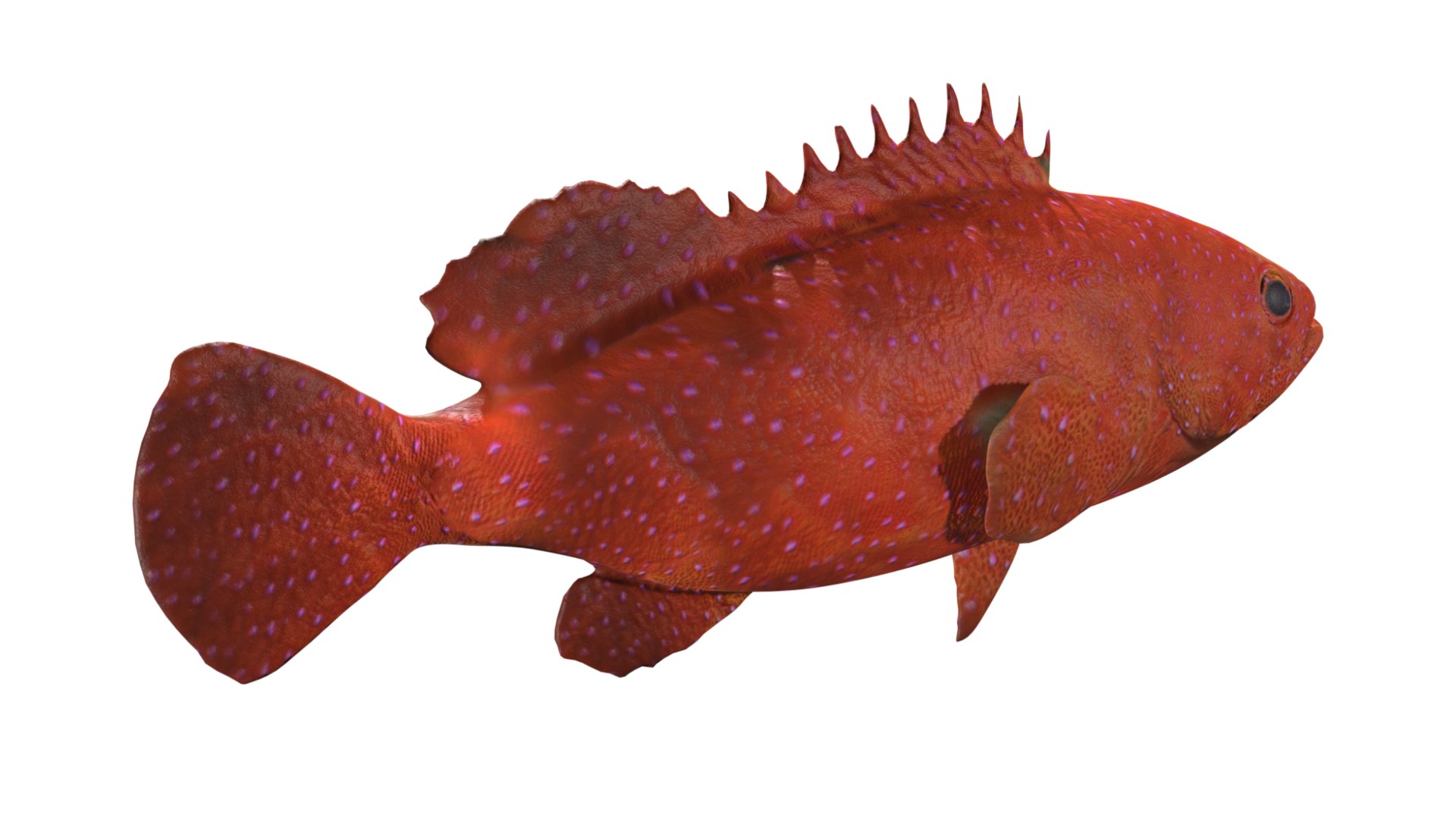 3D Grouper fish https://p.turbosquid.com/ts-thumb/P1/xC8WAI/cX/15/jpg/1629031223/1920x1080/fit_q87/a90b9439a7c437abfe117b2c45c1b5f7bb44a5b9/15.jpg