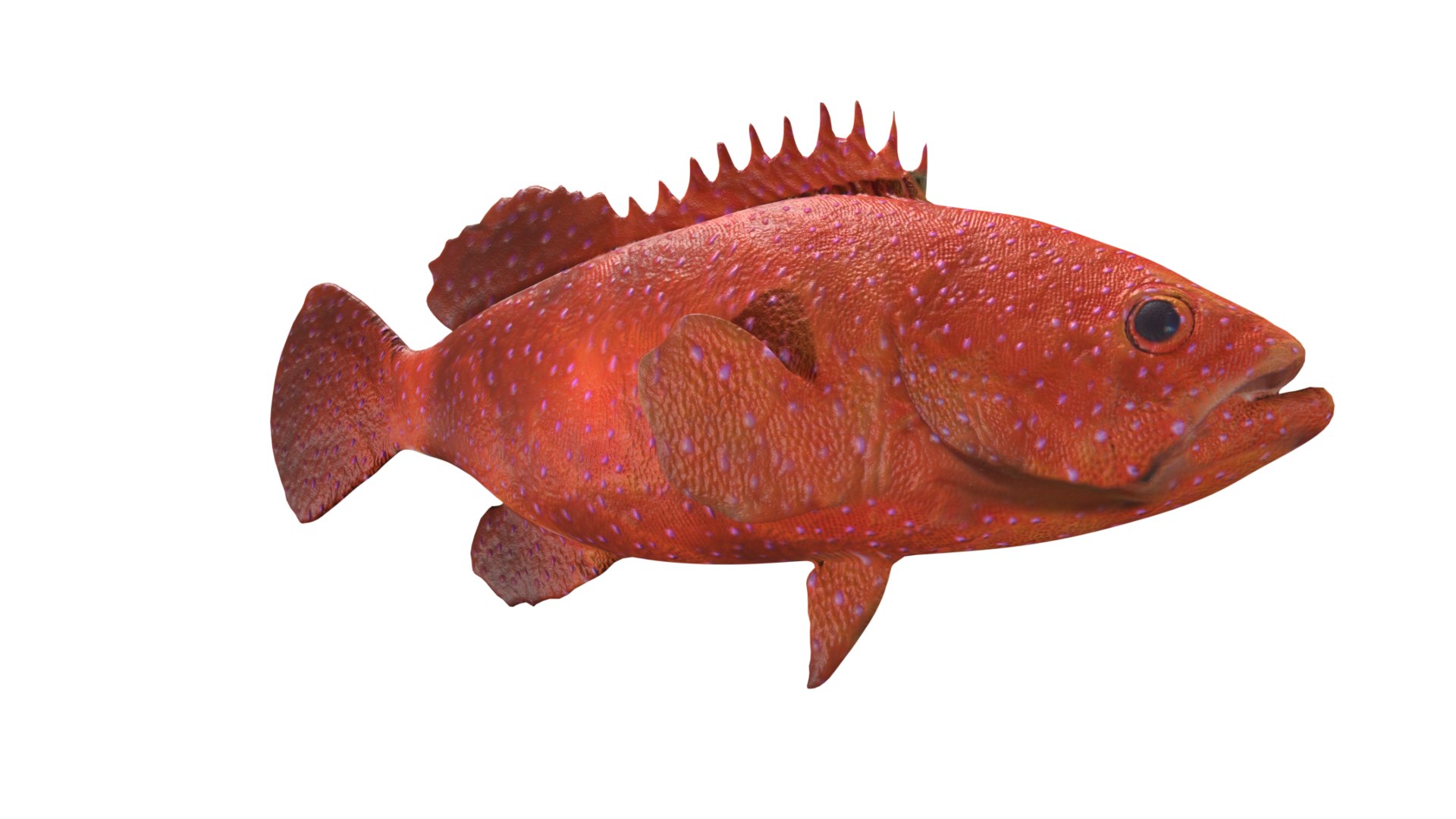 3D Grouper fish https://p.turbosquid.com/ts-thumb/P1/xC8WAI/gu/11/jpg/1629031221/1920x1080/fit_q87/3bbbd4fd9cc40e65775cd127c62cf529b48a9523/11.jpg