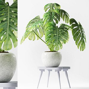 plants 190 3D model