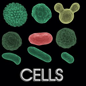 cells