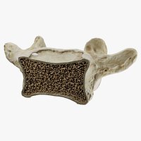 Vertebra Structure