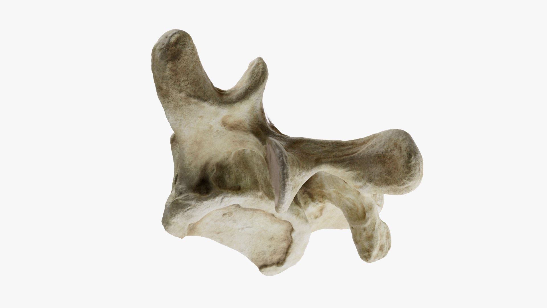 3D Vertebra Structure https://p.turbosquid.com/ts-thumb/P2/9VjpLN/a1/product_002/jpg/1710172065/1920x1080/fit_q87/ca23af1edbdfa9bf42f5394da58a8afddec17a0f/product_002.jpg
