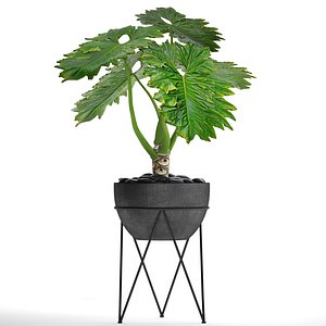 philodendron 3D