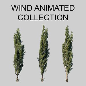 3D populus wind animation tree model