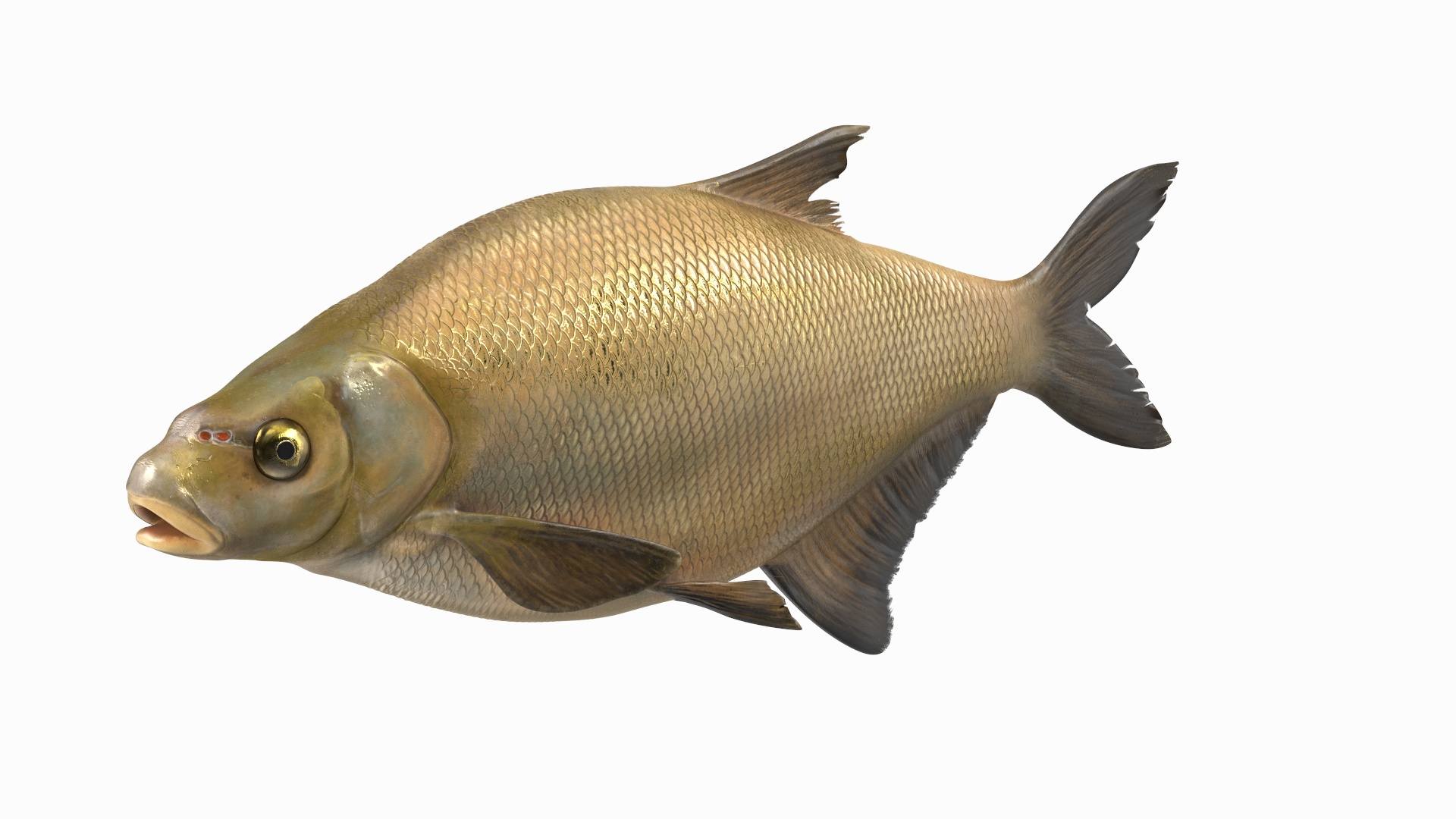 Bronze Bream Fish Rigged 3D TurboSquid 2155414