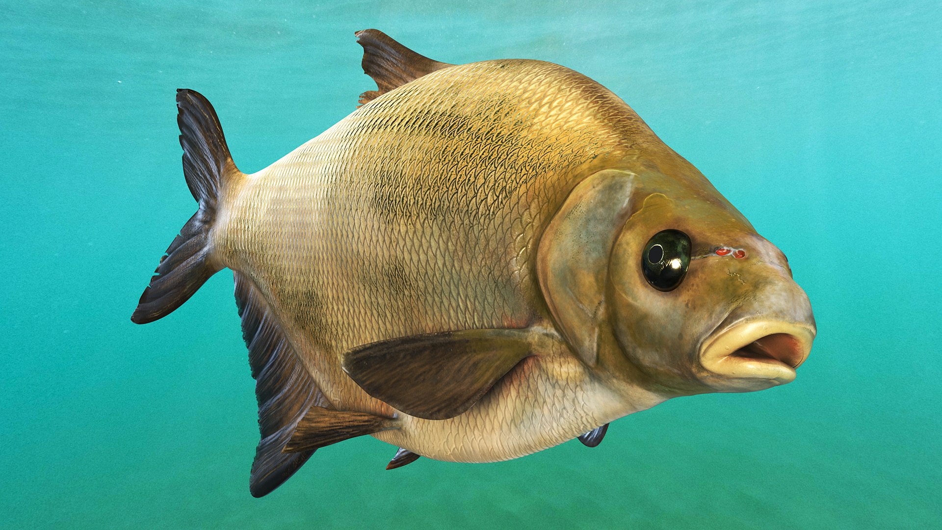 Bronze Bream Fish Rigged 3D https://p.turbosquid.com/ts-thumb/P2/GA8cie/3b/bronzebreamfishriggedmb3dmodel004/jpg/1700718464/1920x1080/fit_q87/aeb19616186783e86ae978351b65bd6381f62015/bronzebreamfishriggedmb3dmodel004.jpg