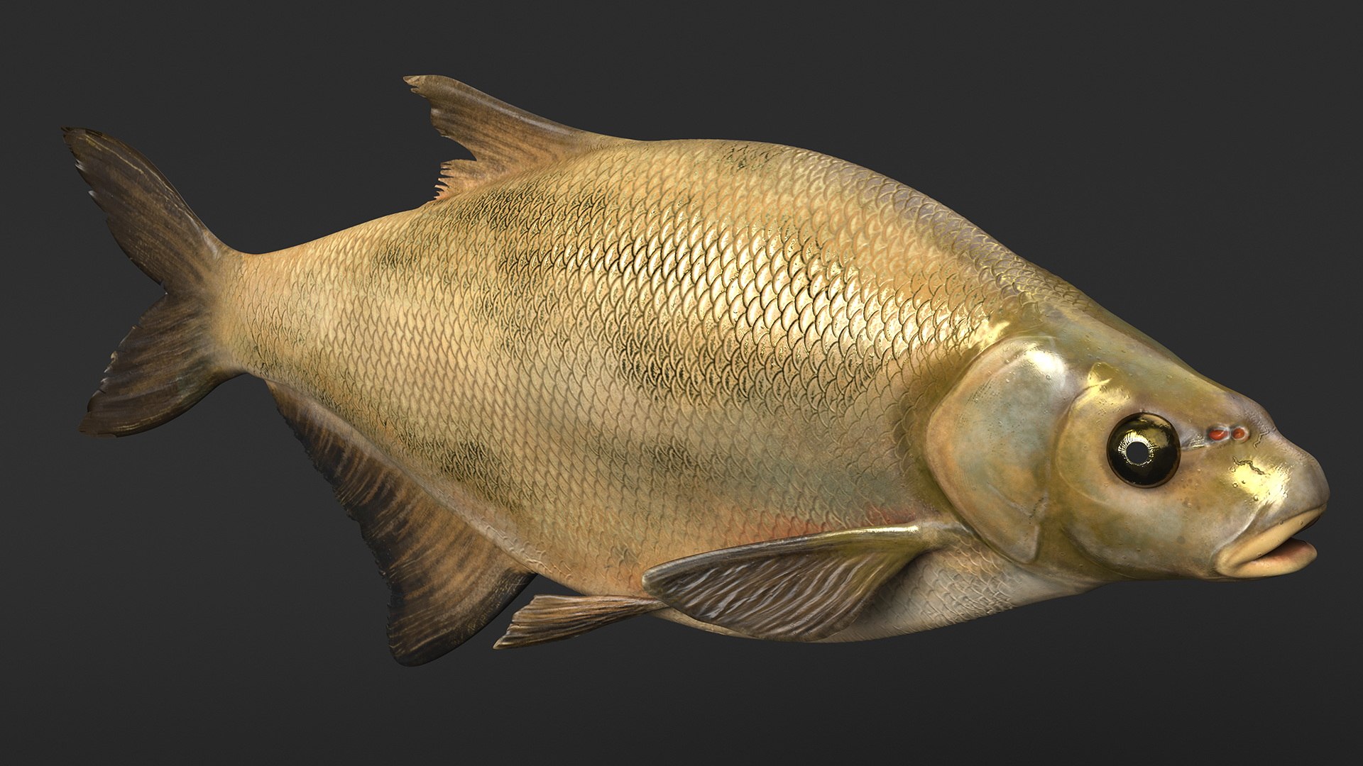 Bronze Bream Fish Rigged 3D https://p.turbosquid.com/ts-thumb/P2/GA8cie/6e/bronzebreamfishriggedmb3dmodel013/jpg/1700718500/1920x1080/fit_q87/a80426b014722c66105e1f705e9592262de032ad/bronzebreamfishriggedmb3dmodel013.jpg