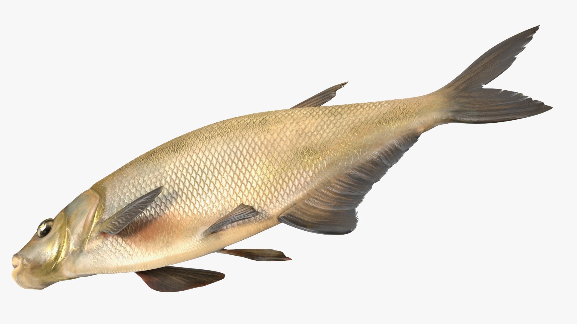 Bronze Bream Fish Rigged 3D https://p.turbosquid.com/ts-thumb/P2/GA8cie/K7/bronzebreamfishriggedmb3dmodel019/jpg/1700718524/1920x1080/fit_q87/1ab9057721ab470ef65c985a0c4fd746dd7a52b7/bronzebreamfishriggedmb3dmodel019.jpg