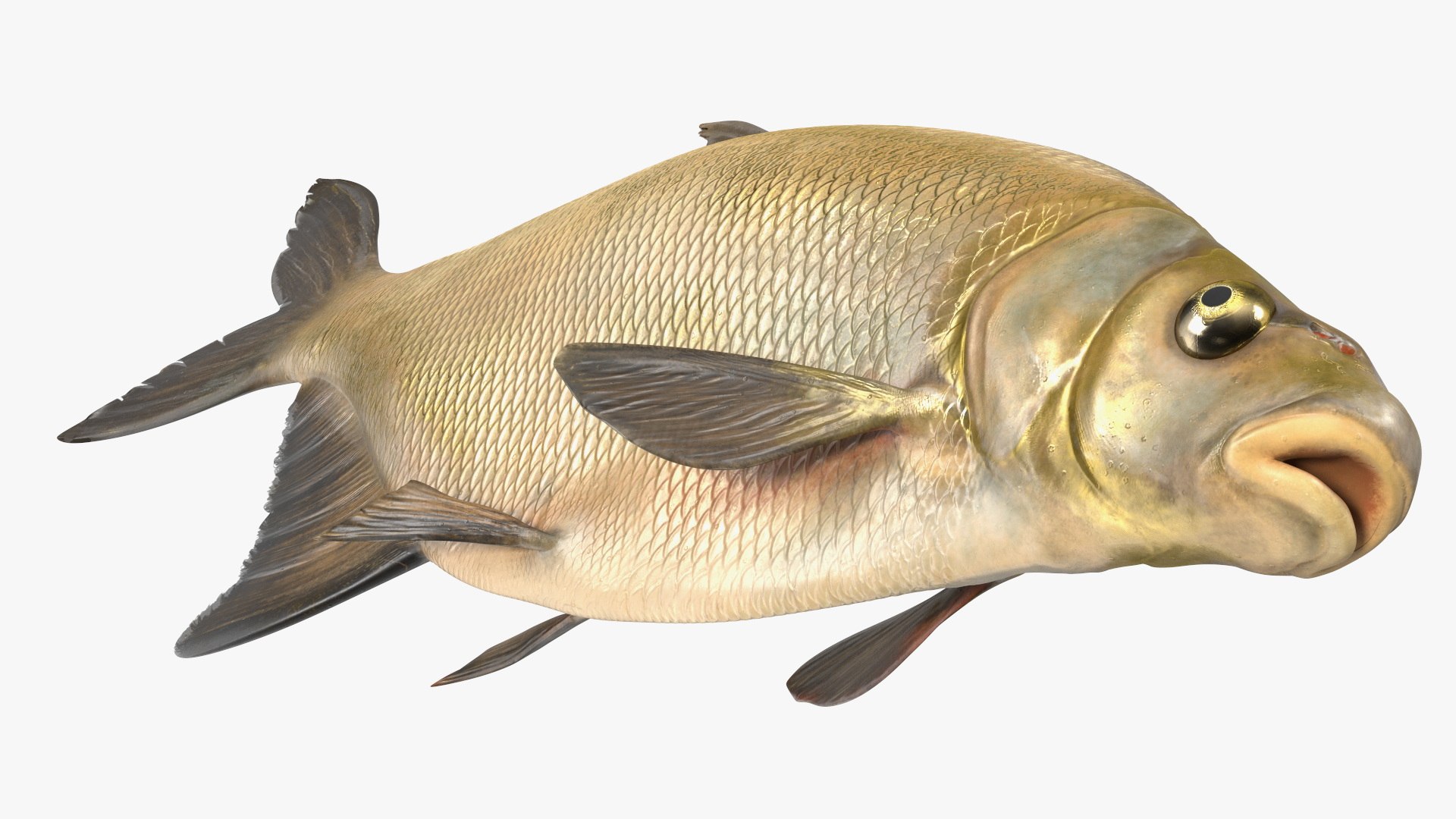 Bronze Bream Fish Rigged 3D https://p.turbosquid.com/ts-thumb/P2/GA8cie/N1/bronzebreamfishriggedmb3dmodel024/jpg/1700718545/1920x1080/fit_q87/adb31b6ec7a517a4d9b47a00378933f6ac3503cd/bronzebreamfishriggedmb3dmodel024.jpg