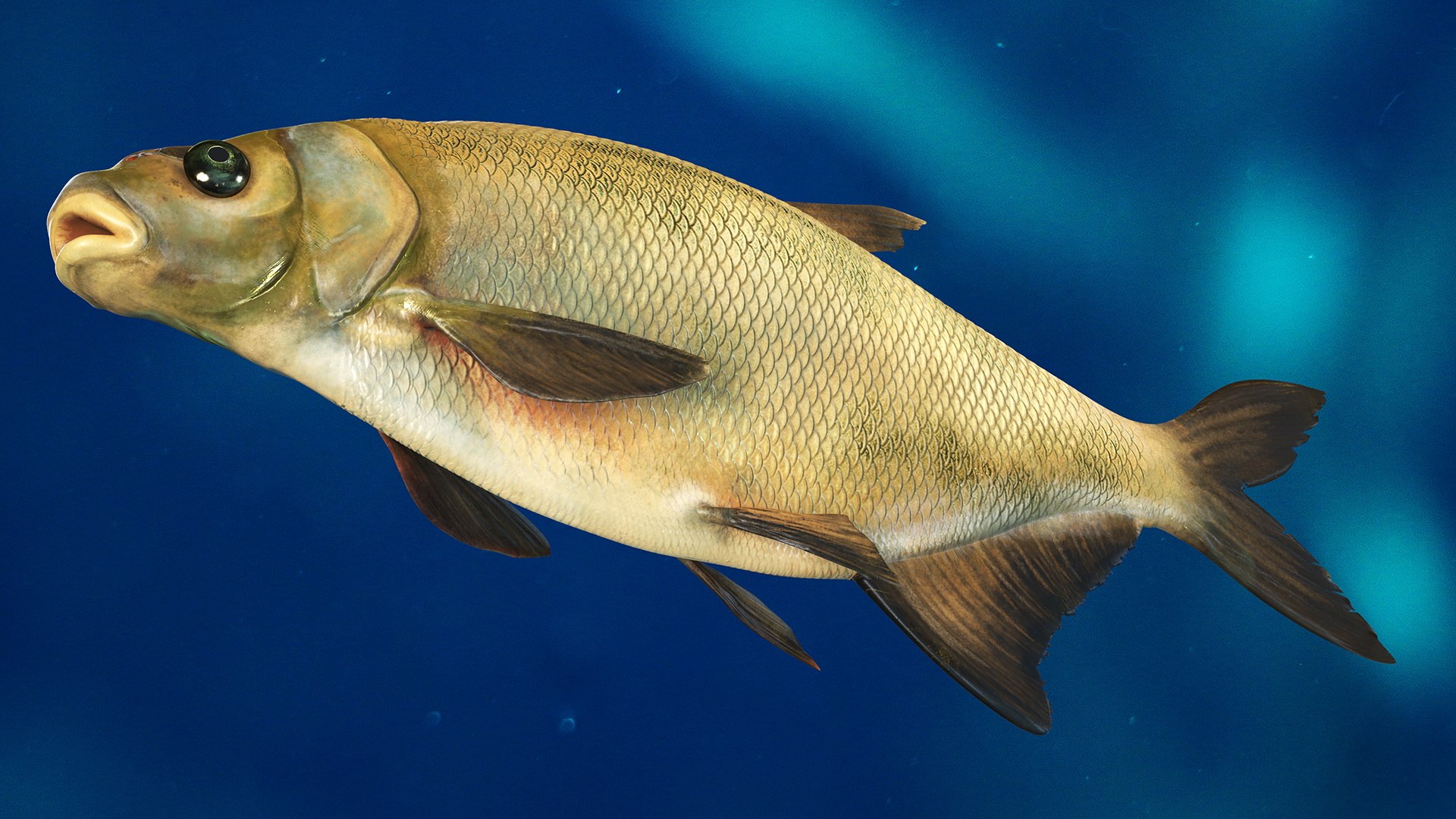 Bronze Bream Fish Rigged 3D https://p.turbosquid.com/ts-thumb/P2/GA8cie/RC/bronzebreamfishriggedmb3dmodel008/jpg/1700718480/1920x1080/fit_q87/d03ad0ea6141290e217d2f10626b5f37f85f81c6/bronzebreamfishriggedmb3dmodel008.jpg