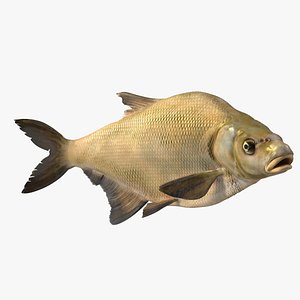 Bronze Bream Fish Rigged