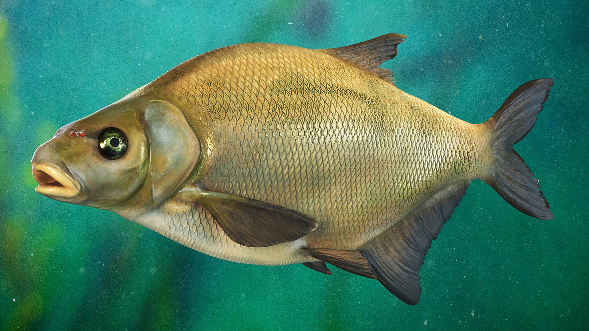 Bronze Bream Fish Rigged 3D https://p.turbosquid.com/ts-thumb/P2/GA8cie/b6/bronzebreamfishriggedmb3dmodel003/jpg/1700718460/1920x1080/fit_q87/832ba3f40f16c02a3f55f8d521fdee94d101a143/bronzebreamfishriggedmb3dmodel003.jpg