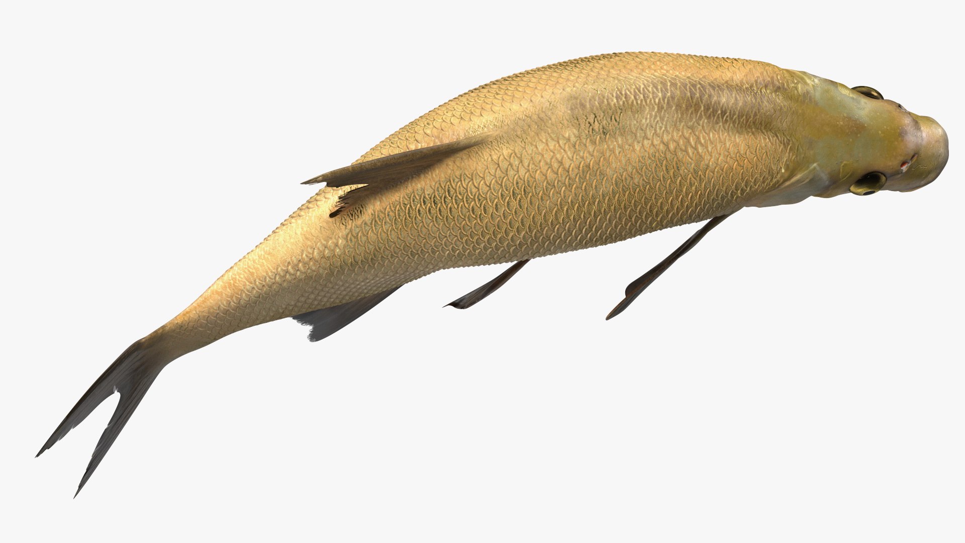 Bronze Bream Fish Rigged 3D https://p.turbosquid.com/ts-thumb/P2/GA8cie/kz/bronzebreamfishriggedmb3dmodel017/jpg/1700718516/1920x1080/fit_q87/0ba9d0175b2cd4e17e94568d88e8f5c5e91b76e4/bronzebreamfishriggedmb3dmodel017.jpg