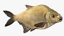 Bronze Bream Fish Rigged