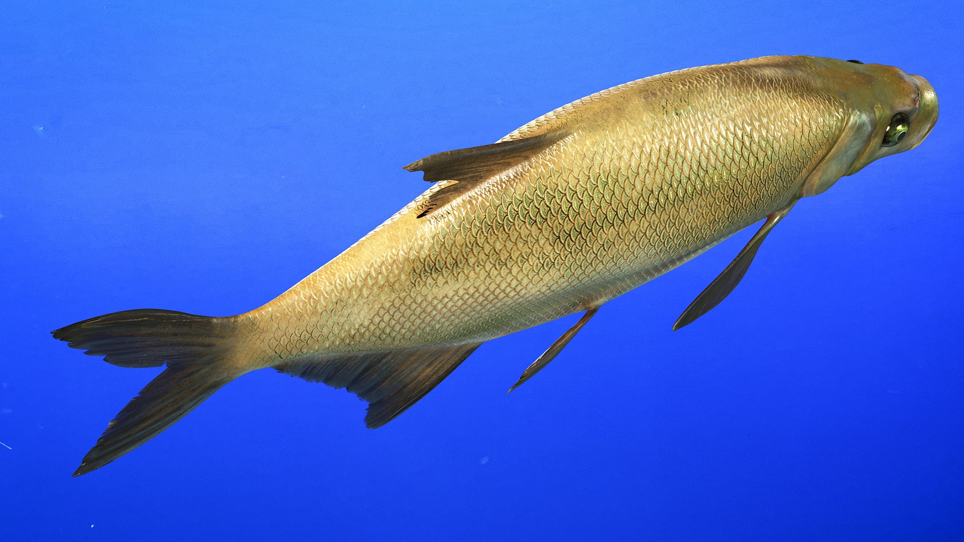 Bronze Bream Fish Rigged 3D https://p.turbosquid.com/ts-thumb/P2/GA8cie/zS/bronzebreamfishriggedmb3dmodel010/jpg/1700718489/1920x1080/fit_q87/a940cbba998b834d5537d26b2a136aa3d93c03cb/bronzebreamfishriggedmb3dmodel010.jpg