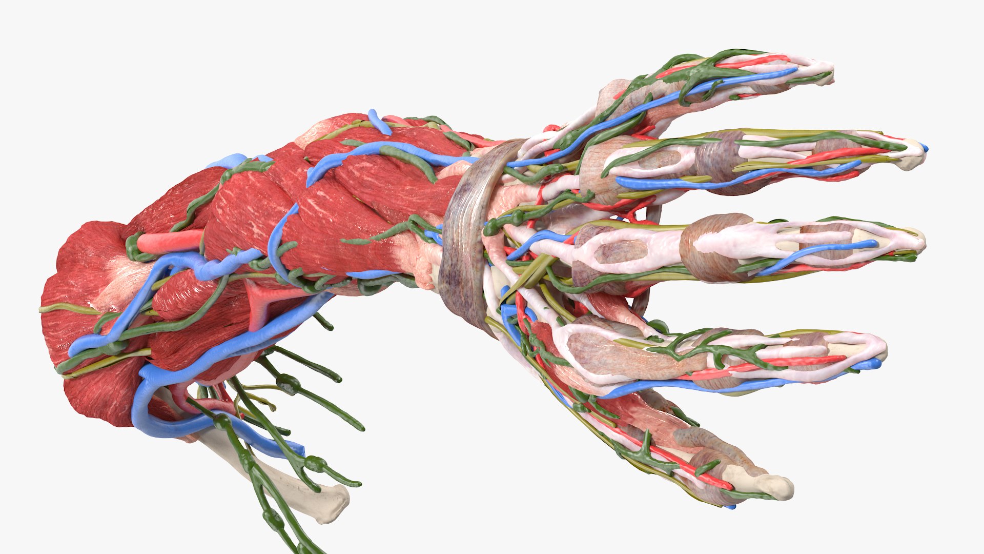 Female Left Arm Anatomy Skinless 3D model - TurboSquid 1851726