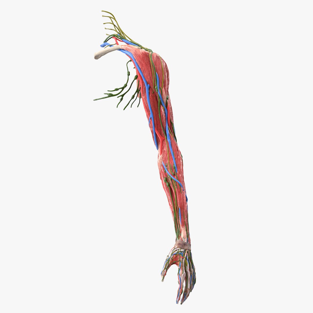 Female Left Arm Anatomy Skinless 3D model preview