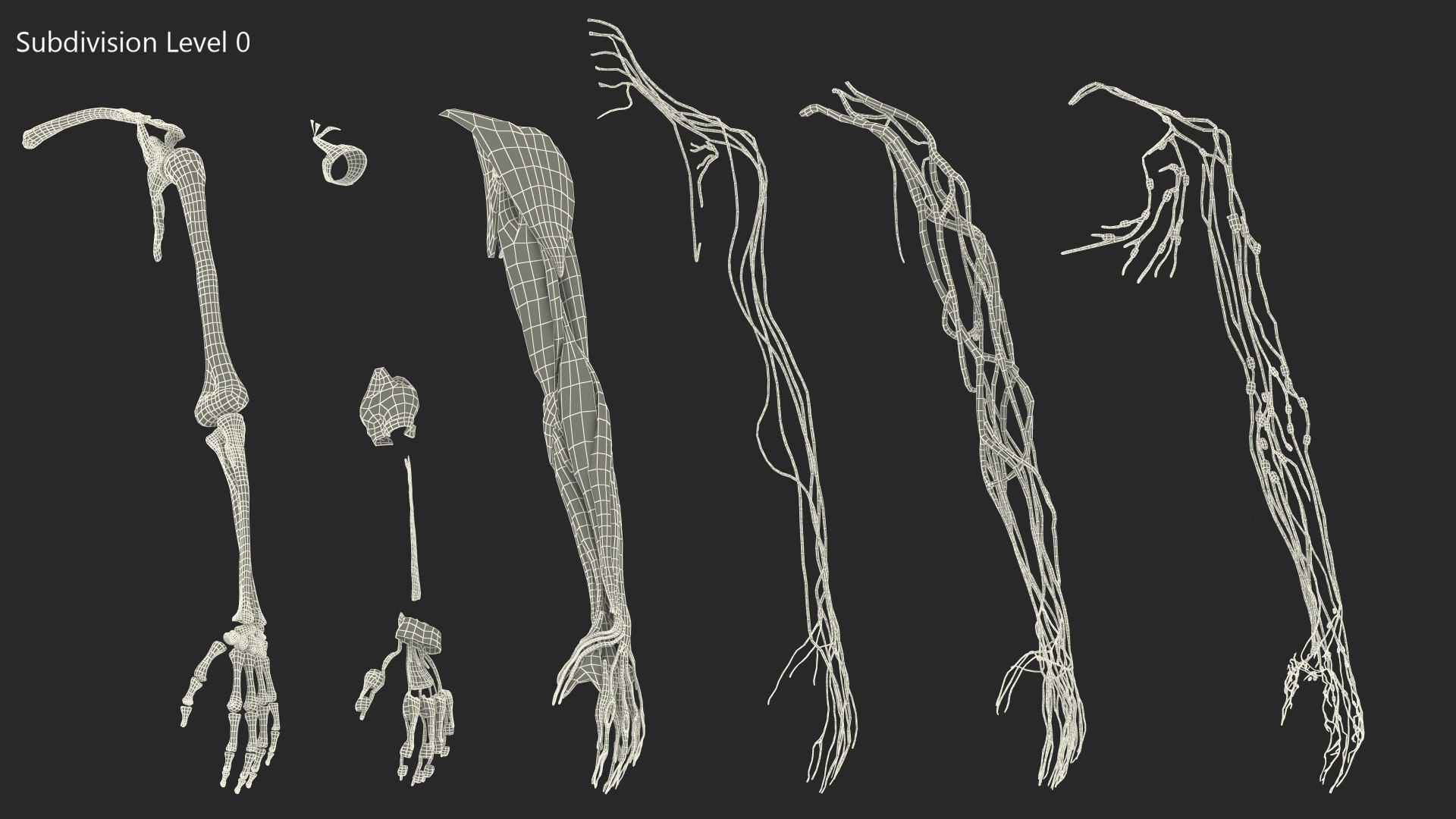 Female Left Arm Anatomy Skinless 3D model - TurboSquid 1851726