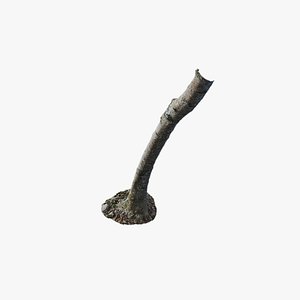 3D model Anydrafts Betula albosinensis Trunk 11