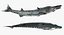 Barracuda Fish Attacking Pose Modelo 3D