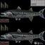 Barracuda Fish Attacking Pose Modelo 3D