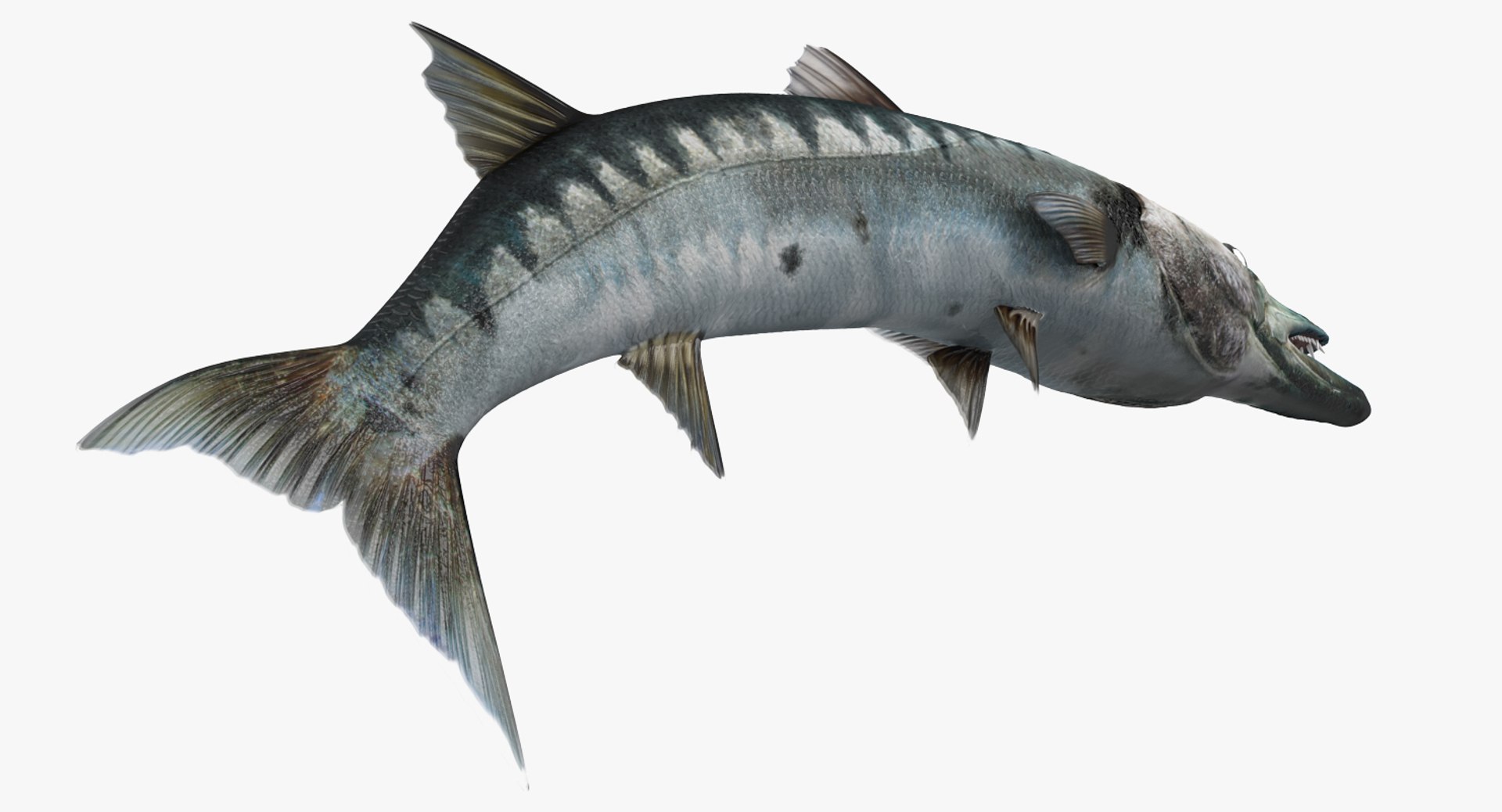 barracuda fish pose 2 3d model https://p.turbosquid.com/ts-thumb/P2/TX5XTd/EY2fzhbZ/barracudafishpose23dmodel005/jpg/1478845786/1920x1080/fit_q87/2df73598af30bf2179ed11f591d4e5b08e310667/barracudafishpose23dmodel005.jpg