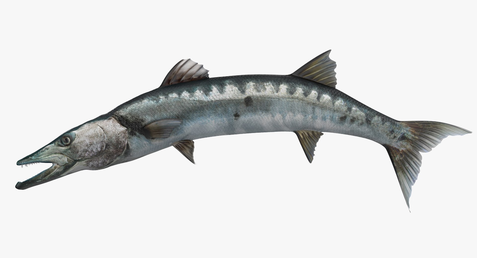 Barracuda Fish Pose 2 3d Model