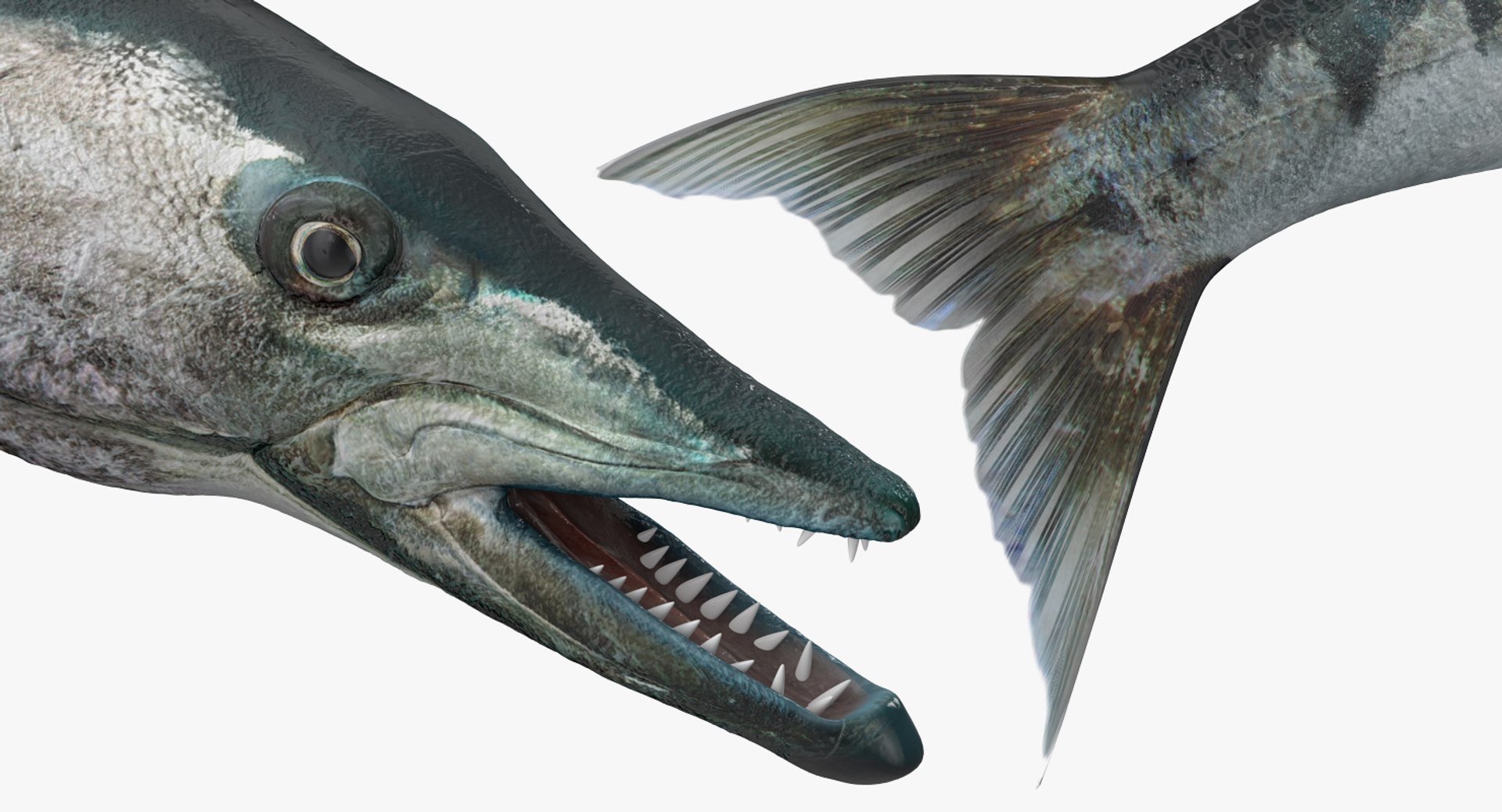 barracuda fish pose 2 3d model https://p.turbosquid.com/ts-thumb/P2/TX5XTd/ZTM7sbgf/barracudafishpose23dmodel011/jpg/1478845786/1920x1080/fit_q87/8034967e91f4d7f8c2ddfa35b459e65d176d7593/barracudafishpose23dmodel011.jpg