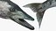 Barracuda Fish Attacking Pose Modelo 3D