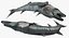 Barracuda Fish Attacking Pose Modelo 3D