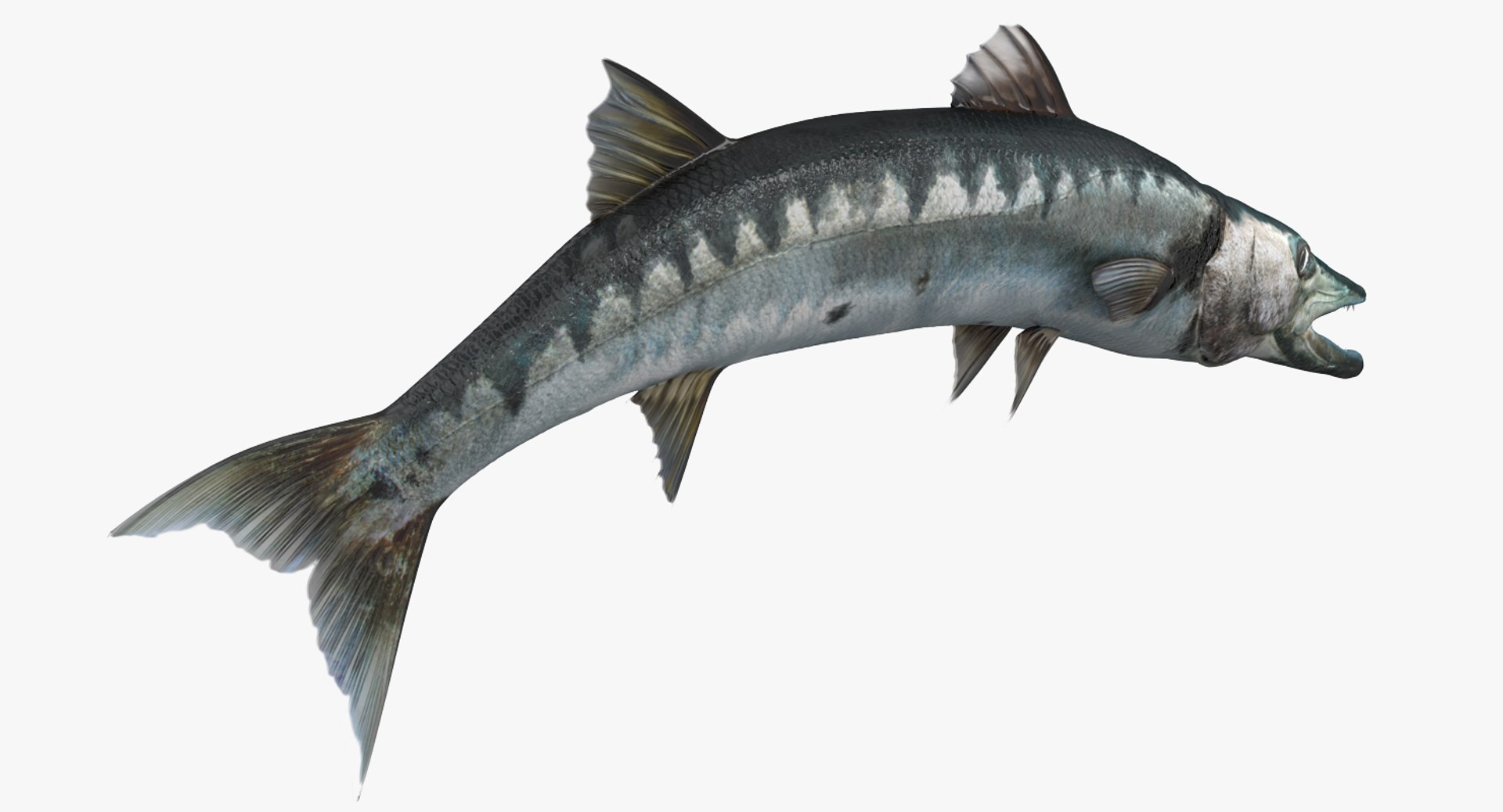 barracuda fish pose 2 3d model https://p.turbosquid.com/ts-thumb/P2/TX5XTd/piU0ZvBV/barracudafishpose23dmodel010/jpg/1478845786/1920x1080/fit_q87/21b0f8787ab28833e68555a28de86c6cf621393b/barracudafishpose23dmodel010.jpg