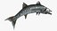 Barracuda Fish Attacking Pose Modelo 3D
