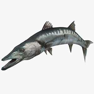 barracuda fish pose 2 3d model