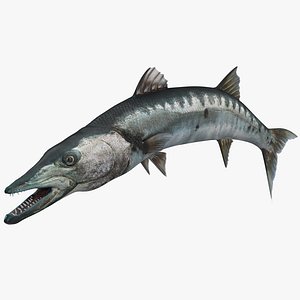 Barracuda Fish Attacking Pose 3D Model