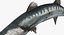 Barracuda Fish Attacking Pose Modelo 3D