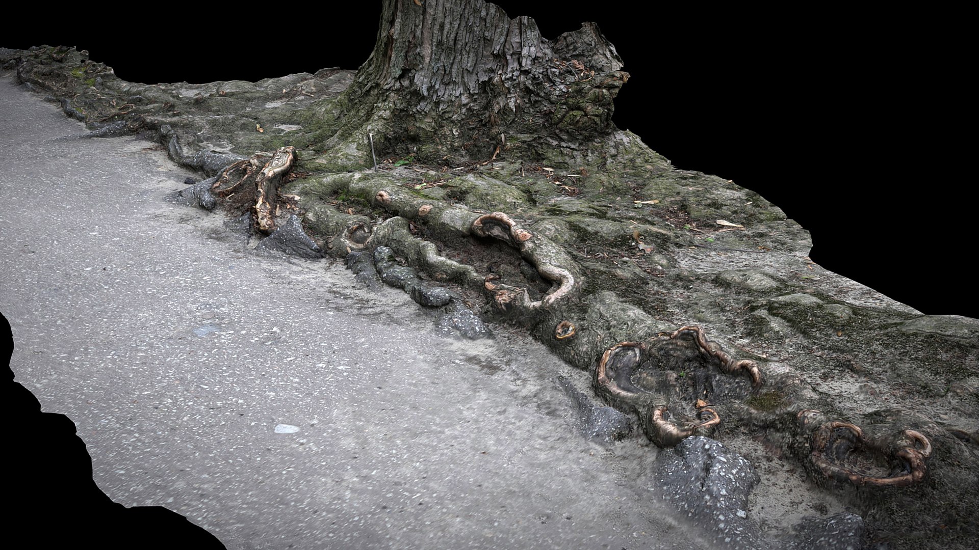 3D Asphalt Damaged Road Tree Roots Part10 Photogrammetry - TurboSquid ...