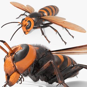 Vespa Mandarinia Fur Rigged For Maya 3D model