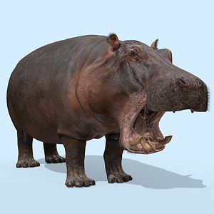 hippo 8k animation hippopotamus model