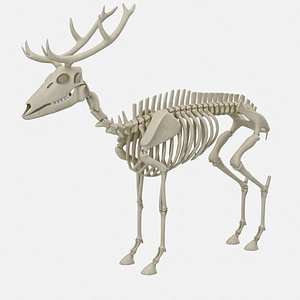 deer skeleton 3D