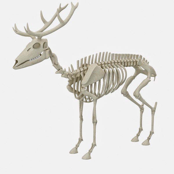 deer skeleton