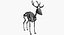 Deer Skeleton