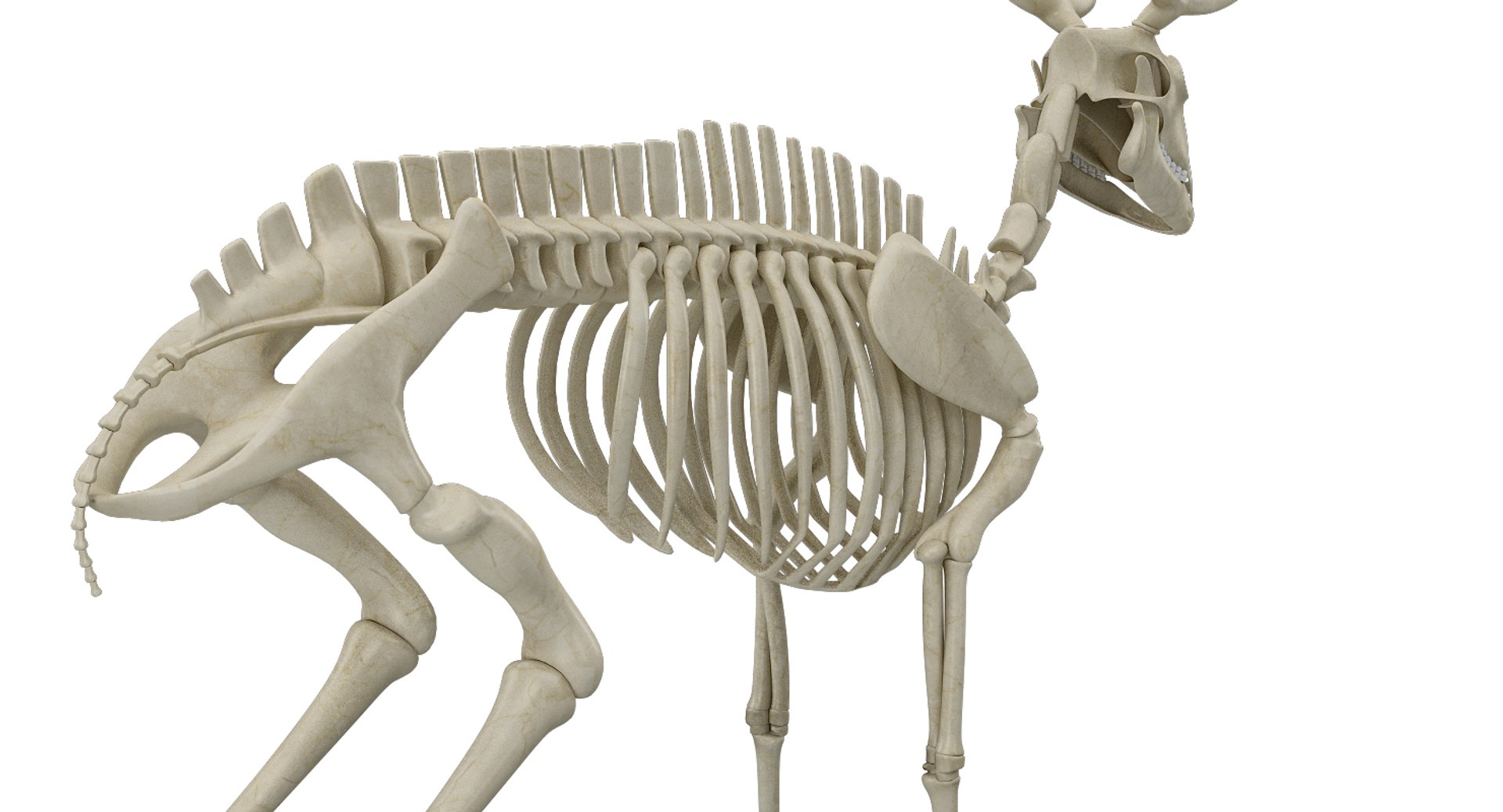 deer skeleton 3D https://p.turbosquid.com/ts-thumb/P2/nZXVi7/9fJhXcfY/20006/jpg/1495803725/1920x1080/fit_q87/d570fc4690516c8dec1efbac2c9ca1bcda2d8683/20006.jpg